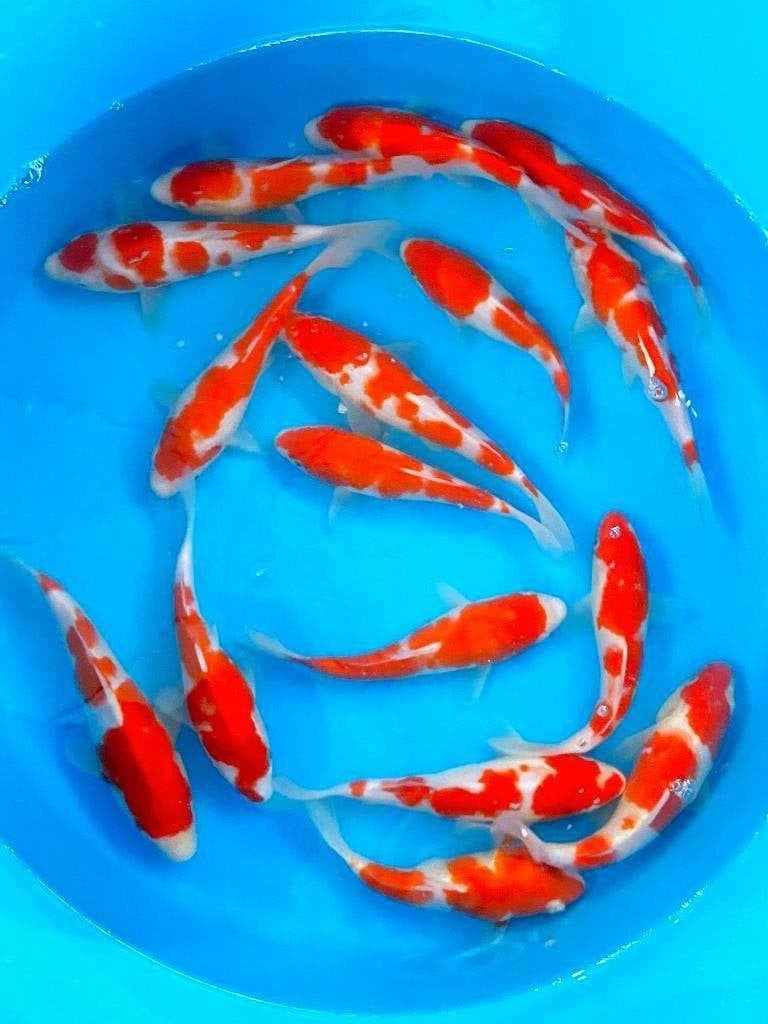 Nisai (koi in tweede levensjaar) Kweker Marusei 22/28cm, Dieren en Toebehoren, Vissen | Vijvervissen, Karper of Koi