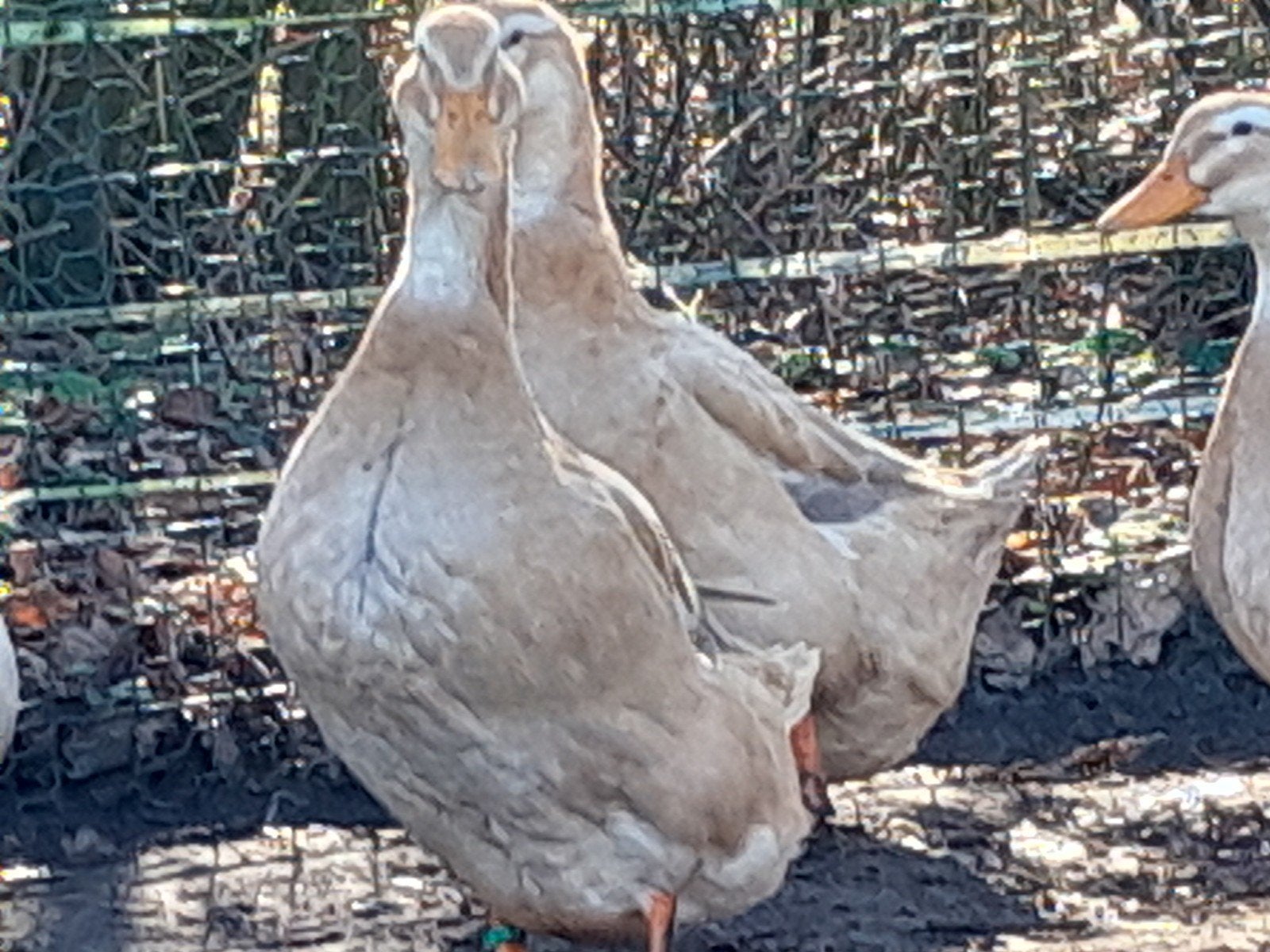 trio Saksen eenden, Dieren en Toebehoren, Meerdere dieren, Eend
