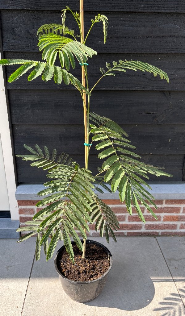 Albizia julibrissin, Perzische slaapboom, Tuin en Terras, Overige soorten, 100 tot 250 cm, Zomer, Ophalen