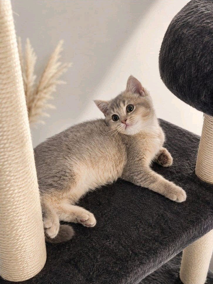 Raszuivere, Blue Golden Shaded, Britse Korthaar kittens., Meerdere dieren, Met stamboom