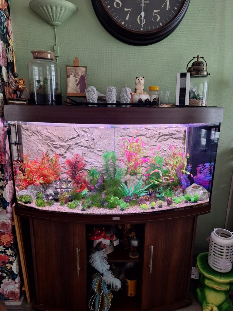 Aquarium, Ophalen, Zo goed als nieuw, Gevuld zoetwateraquarium