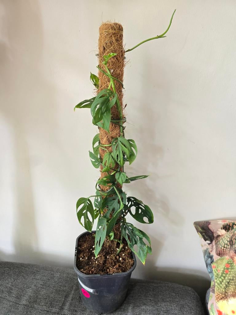 Monstera Esqueleto, Huis en Inrichting, Kamerplanten, Ophalen of Verzenden, Halfschaduw, Minder dan 100 cm