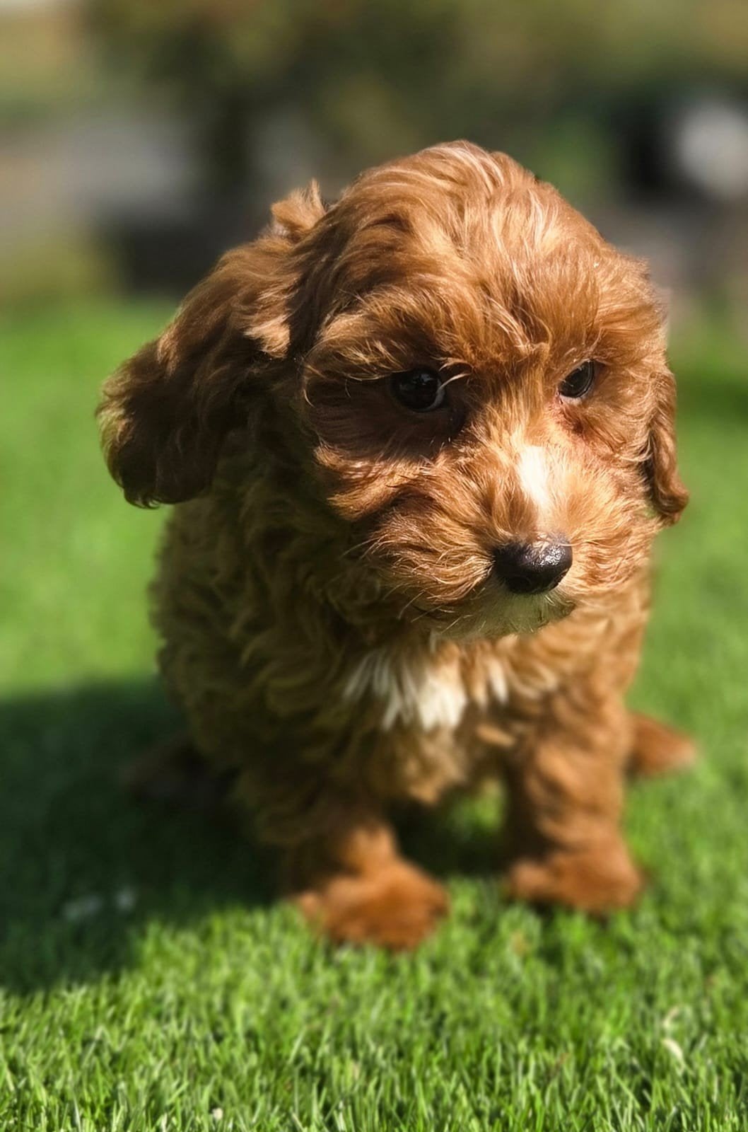 Te koop mooie Cavapoo pup Cavelier x Dwerg Poedel F2, Parvo, Nederland, 8 tot 15 weken, Teef