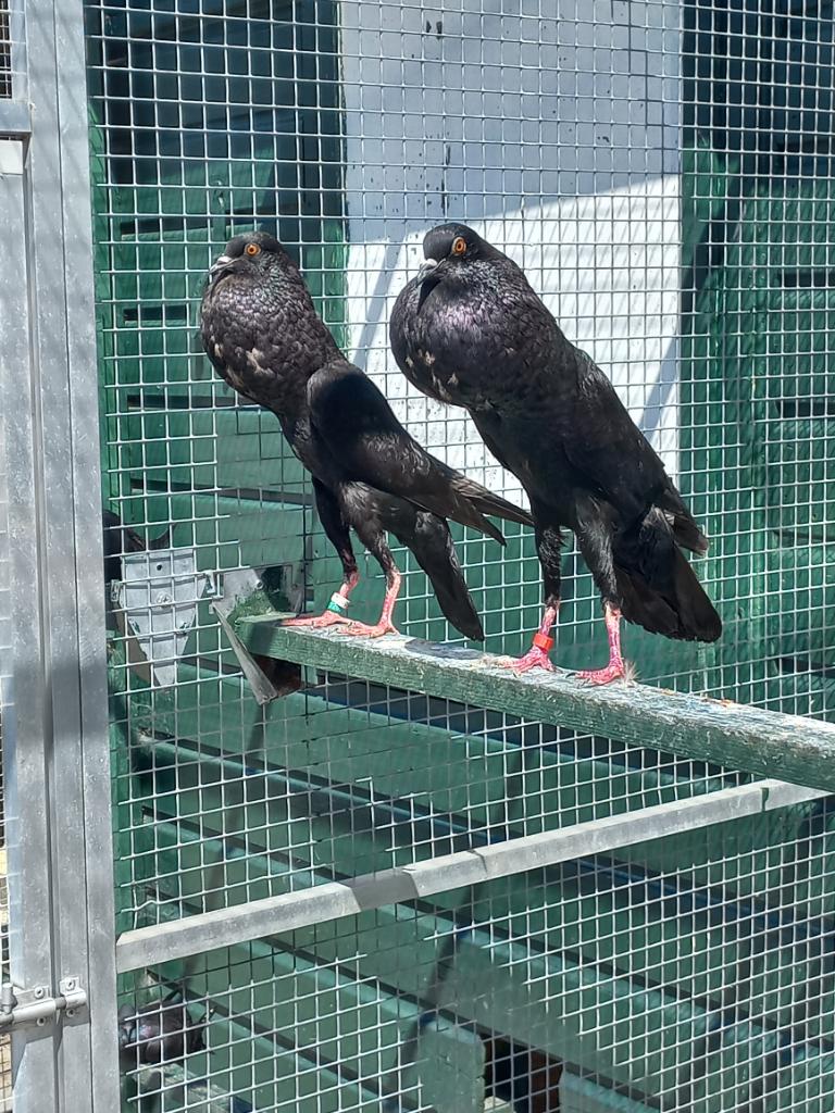 TE KOOP 2 STEL BRUNNER KROPPERS  GERINGD, Dieren en Toebehoren, Vogels | Duiven, Kropper, Meerdere dieren