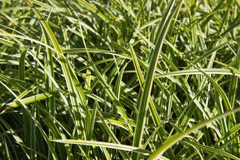 24x Carex morrowii 'Variegata', bonte zegge, p9 pot, Tuin en Terras, Ophalen, Vaste plant, Siergrassen