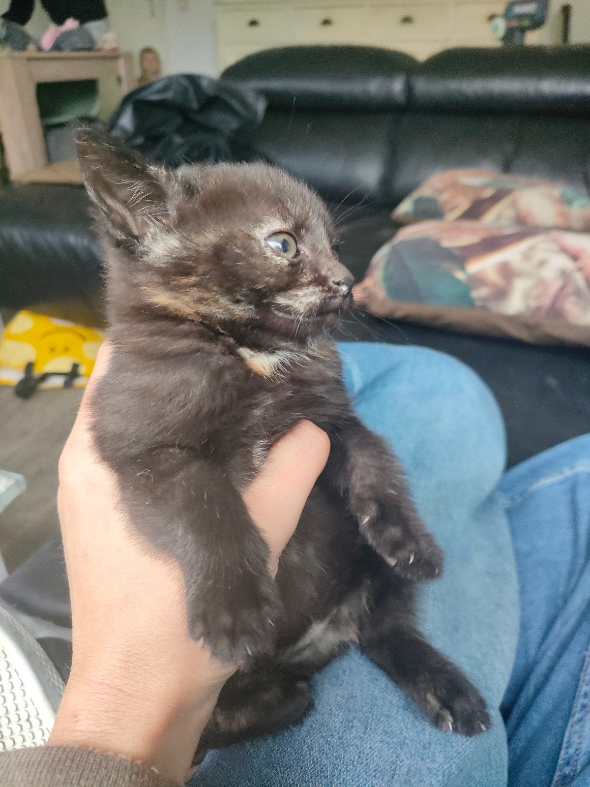 Schilpad kitten speciaal in haar soort, Dieren en Toebehoren, Katten en Kittens | Overige Katten, Poes