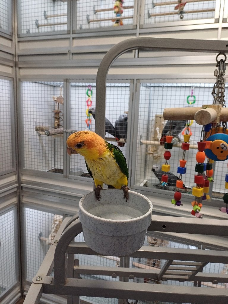 witbuikcaique, Dieren en Toebehoren, Vogels | Parkieten en Papegaaien, Meerdere dieren, Papegaai, Geringd