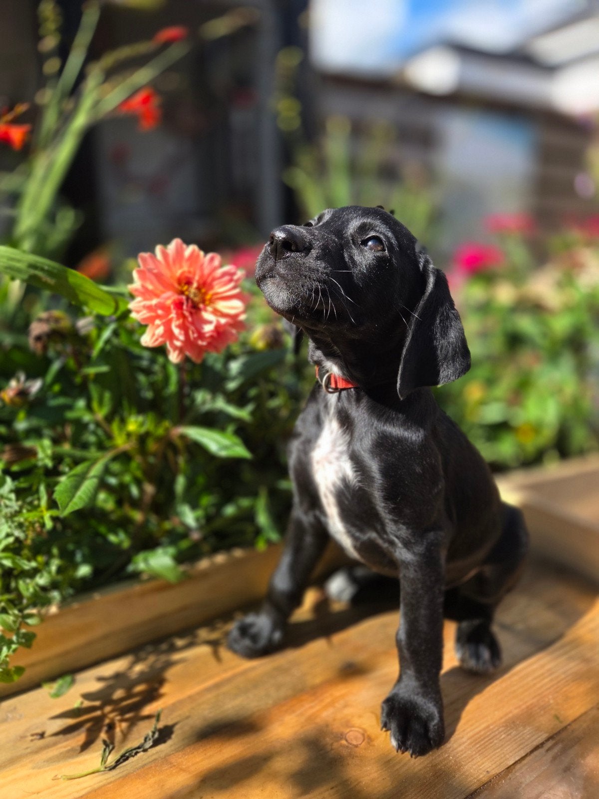 Nog 4 Labradoodle x Dalmatiër pups – klaar om te verhuizen!, Dieren en Toebehoren, 8 tot 15 weken, Groot, Meerdere, Meerdere dieren