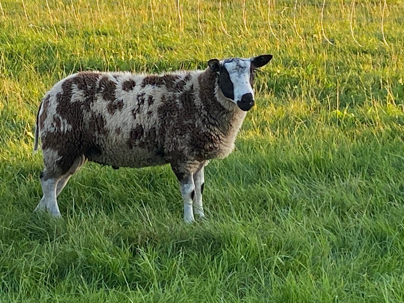 Bonte ramlammeren voor fokkerij te koop, Dieren en Toebehoren, Schapen, Geiten en Varkens, Mannelijk, Schaap