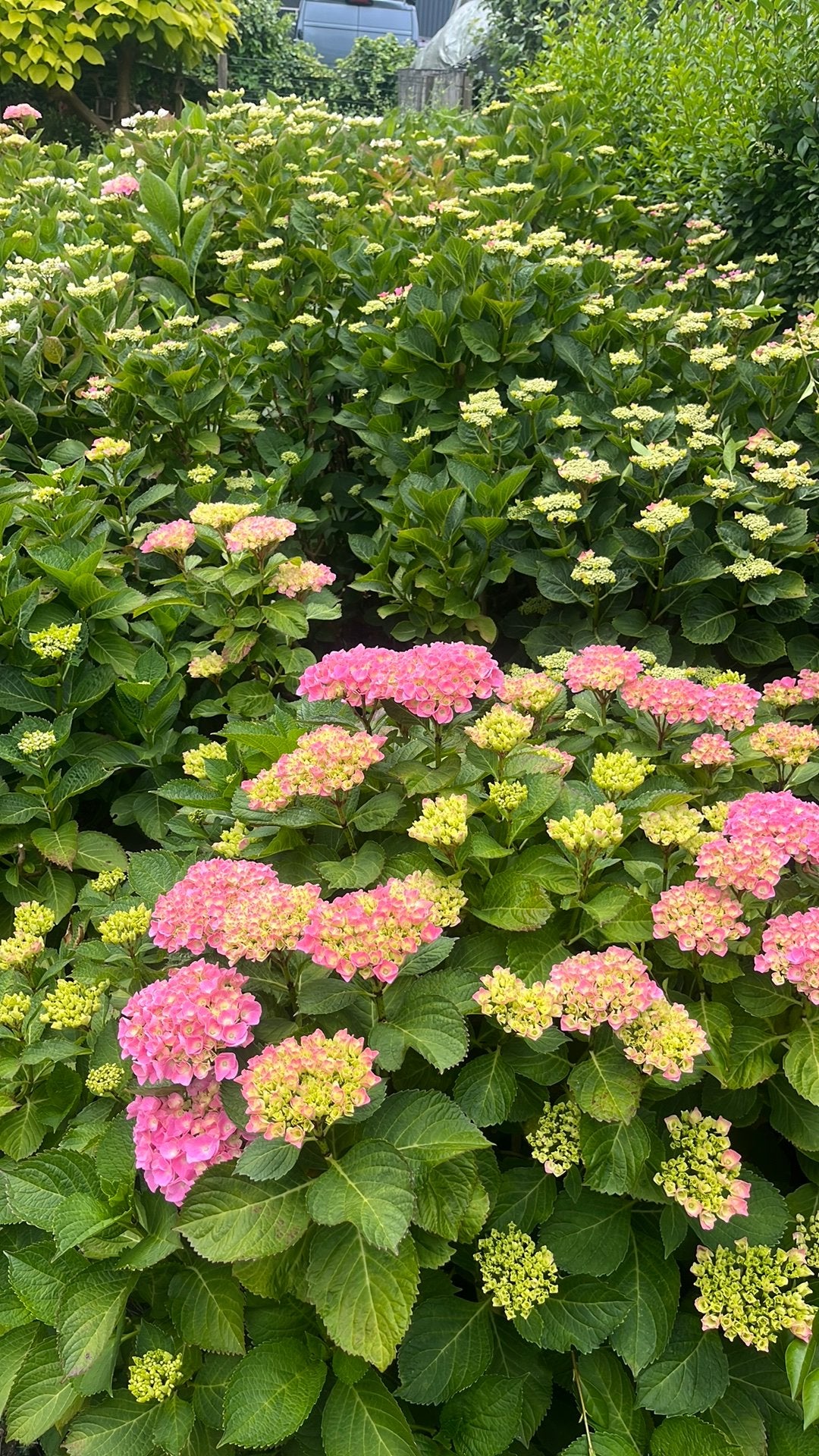 Hortensia, Tuin en Terras, Ophalen, Hortensia, 100 tot 250 cm
