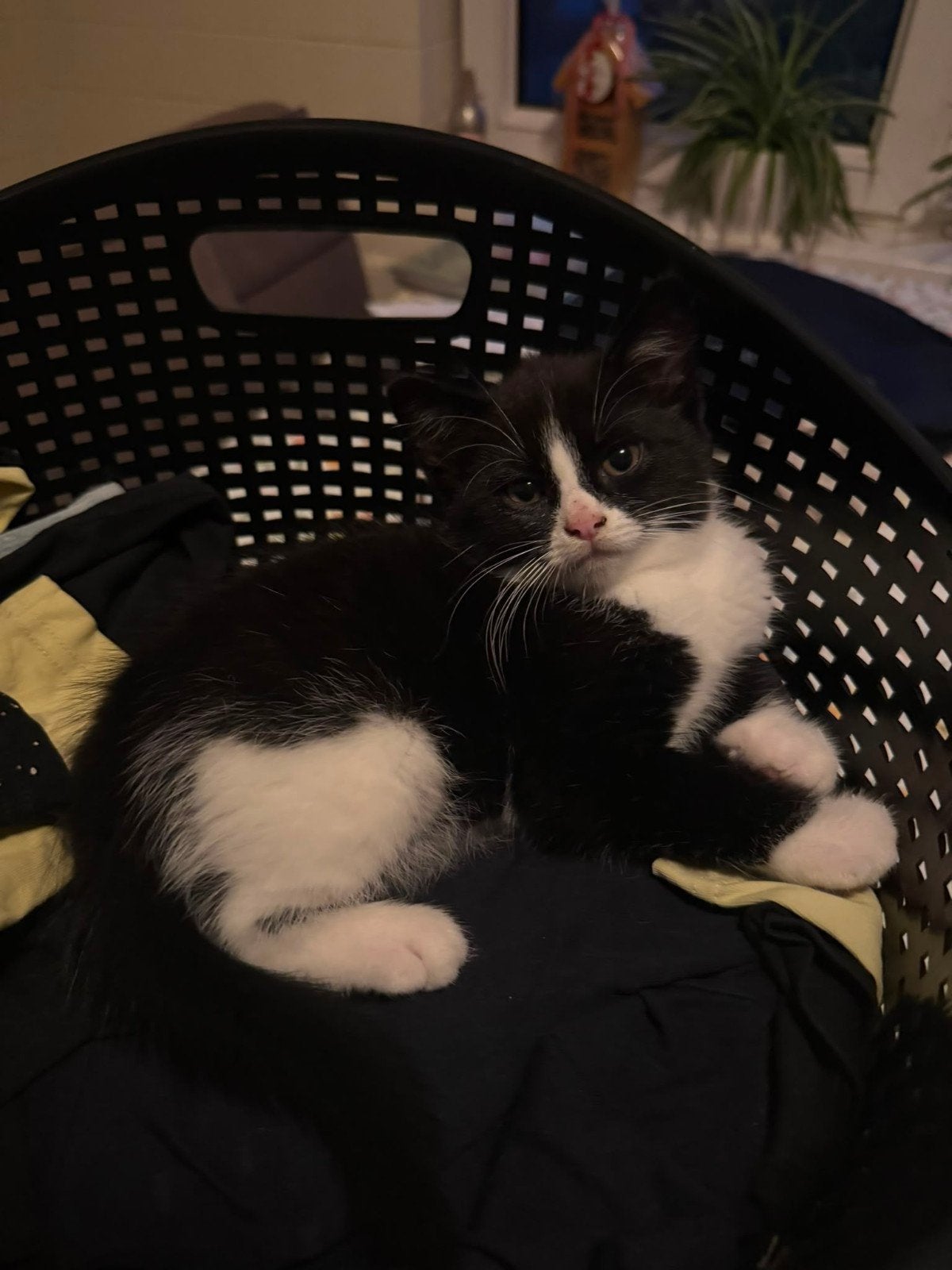 Kittens te koop zwart met wit en een bonte, Kater