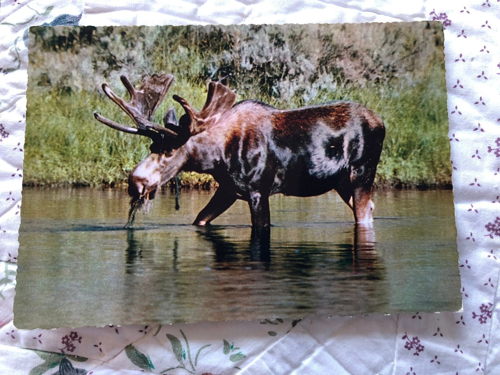 Eland, Ophalen of Verzenden, 1960 tot 1980