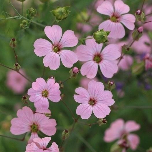 Zaden koekruid  (Saponaria vaccaria), Ophalen of Verzenden, Voorjaar, Volle zon, Zaad