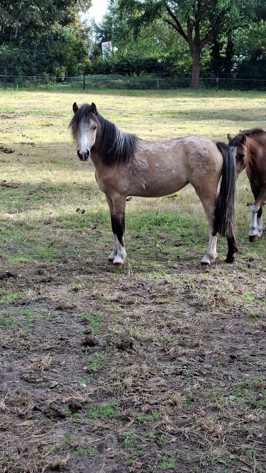 tekoop mooie welshA valk merrie, Dieren en Toebehoren, Merrie, A pony (tot 1.17m), Met stamboom, 0 tot 2 jaar