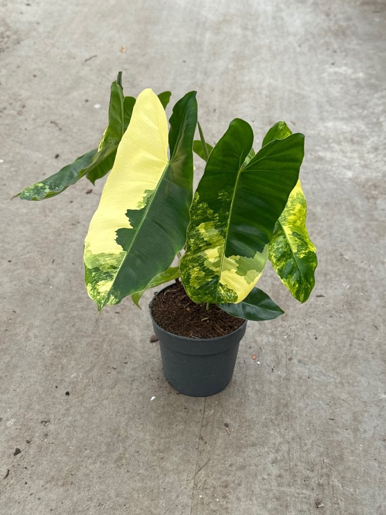 Philodendron Burle Marx Variegata, Huis en Inrichting, Kamerplanten, Ophalen of Verzenden, Halfschaduw, Minder dan 100 cm