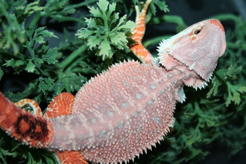 Baardagamen Bearded Dragons Red Bleu-tiger Hypo Trans Bearded Dragon photo 14