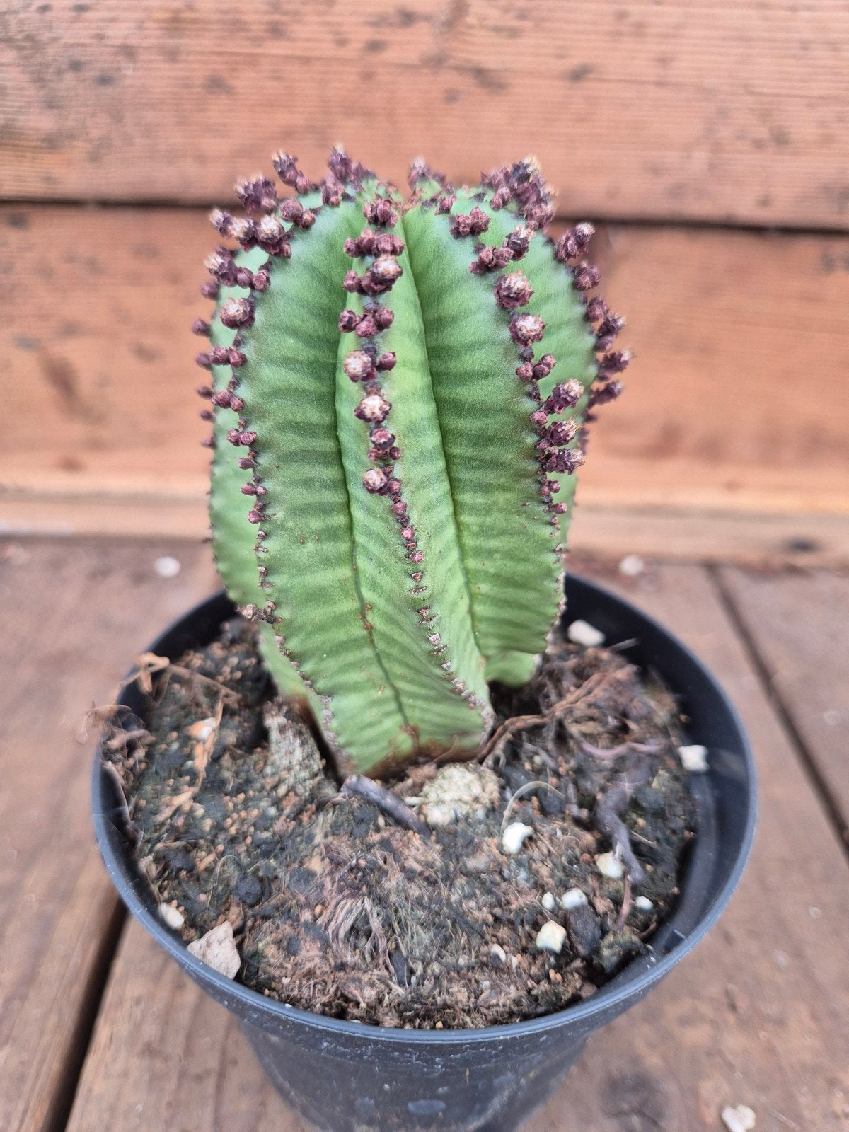 Euphorbia Anoplia p10, Ophalen of Verzenden, Halfschaduw, Minder dan 100 cm