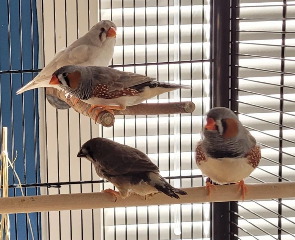 Zebravinken te koop, Dieren en Toebehoren, Vogels | Kanaries, Meerdere dieren, Kleurkanarie
