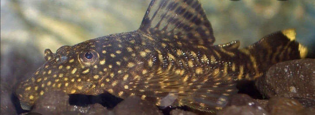 3x pleco, Dieren en Toebehoren, Vissen | Aquariumvissen, Vis, Zoetwatervis
