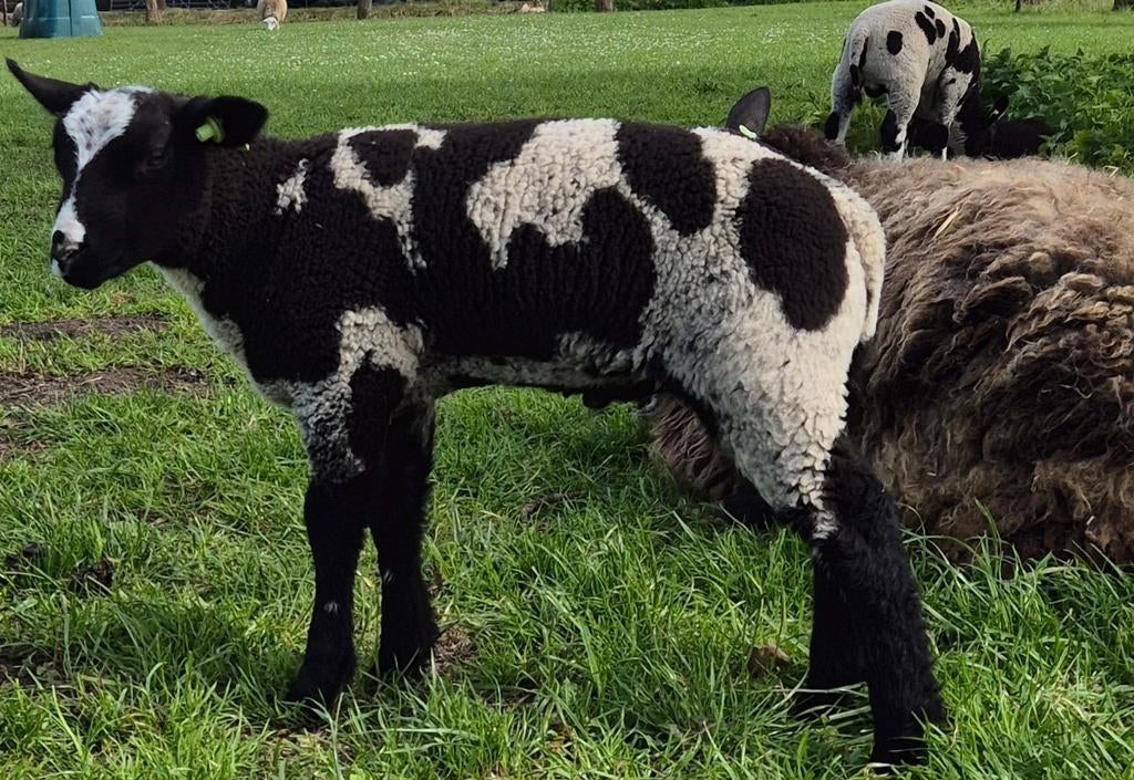 Bonte ram, Dieren en Toebehoren, Mannelijk, Schaap, 0 tot 2 jaar