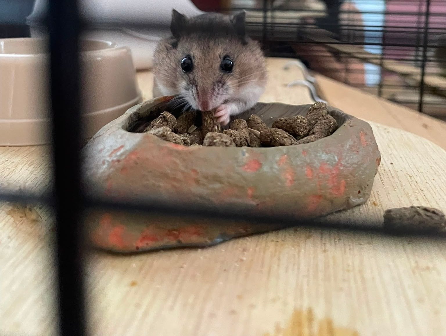 Chineese dwerghamster, Dieren en Toebehoren, December, Mannelijk, Hamster