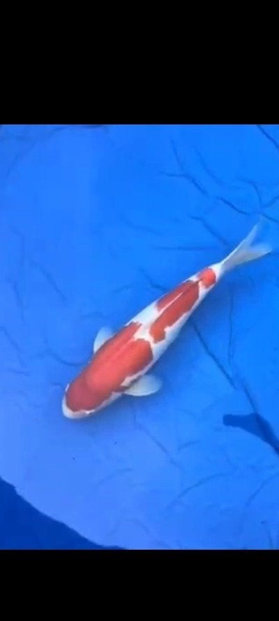 Dainichi kohaku 65 cm, Dieren en Toebehoren, Karper of Koi