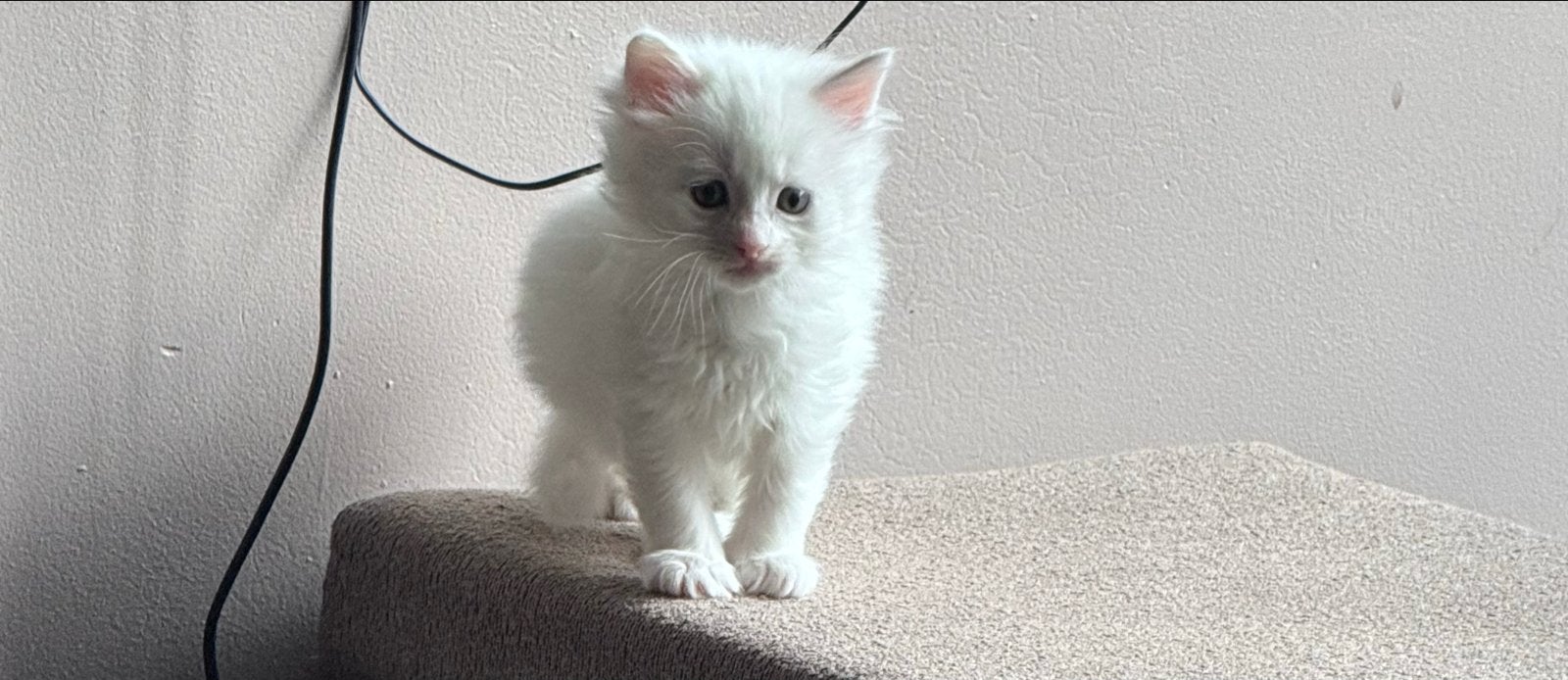Kittens ras turkse angora, Dieren en Toebehoren, Meerdere dieren