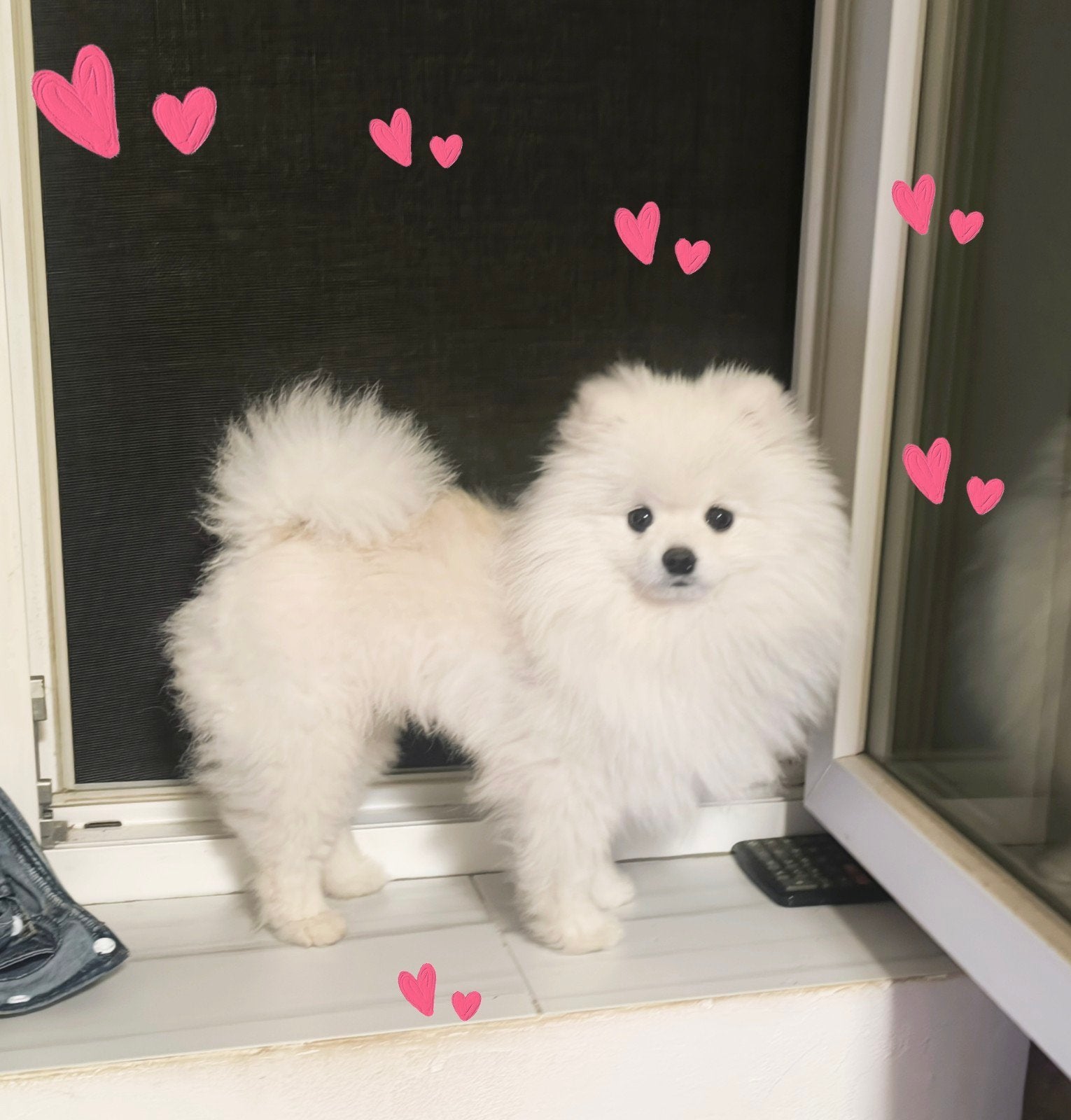 Witte Mini Pomeriaan Dekreu Beschikbaar, Reu, 1 tot 2 jaar, Parvo, Eén hond