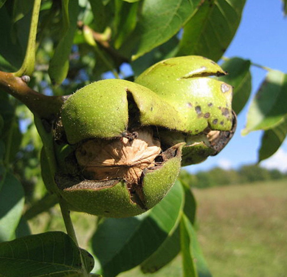 Sale Walnoot boom mooie zware boom, Ophalen, Lente