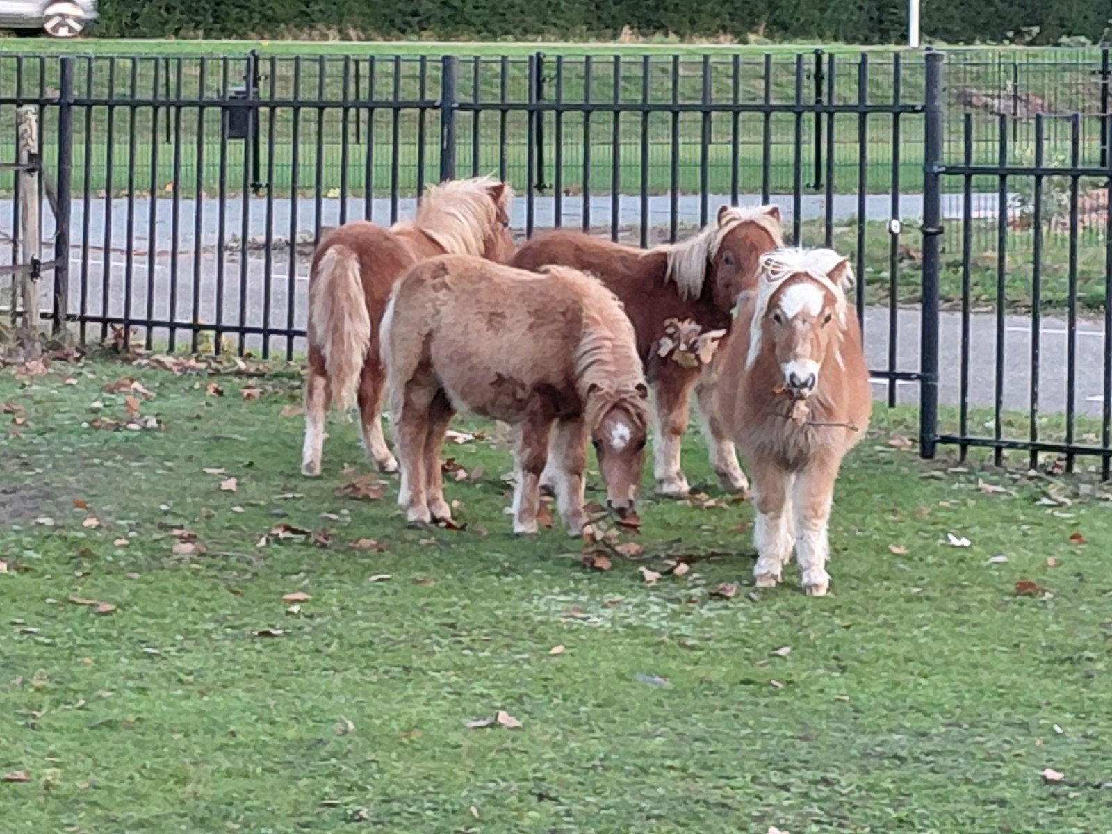 4 shetland hengstveulens nsps, Hengst, Niet van toepassing, Met stamboom, 0 tot 2 jaar
