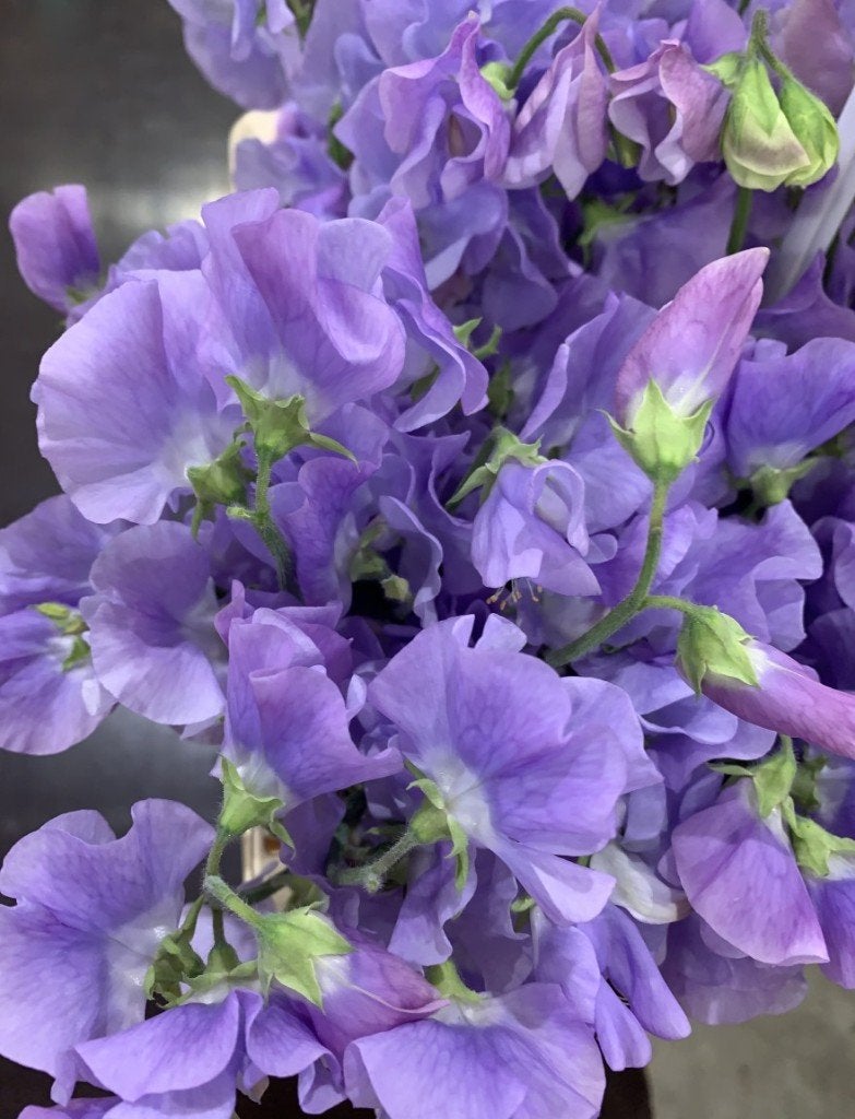 Zaden Lathyrus odoratus Leamington, Verzenden, Volle zon