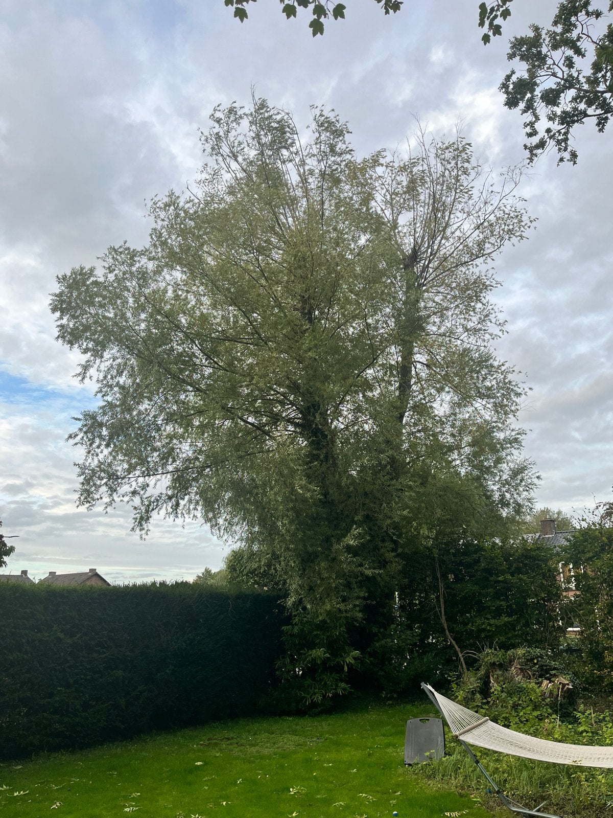 Grote Wilgenboom. Voor de kachel, Tuin en Terras, Overige soorten, Lente, 400 cm of meer, Ophalen
