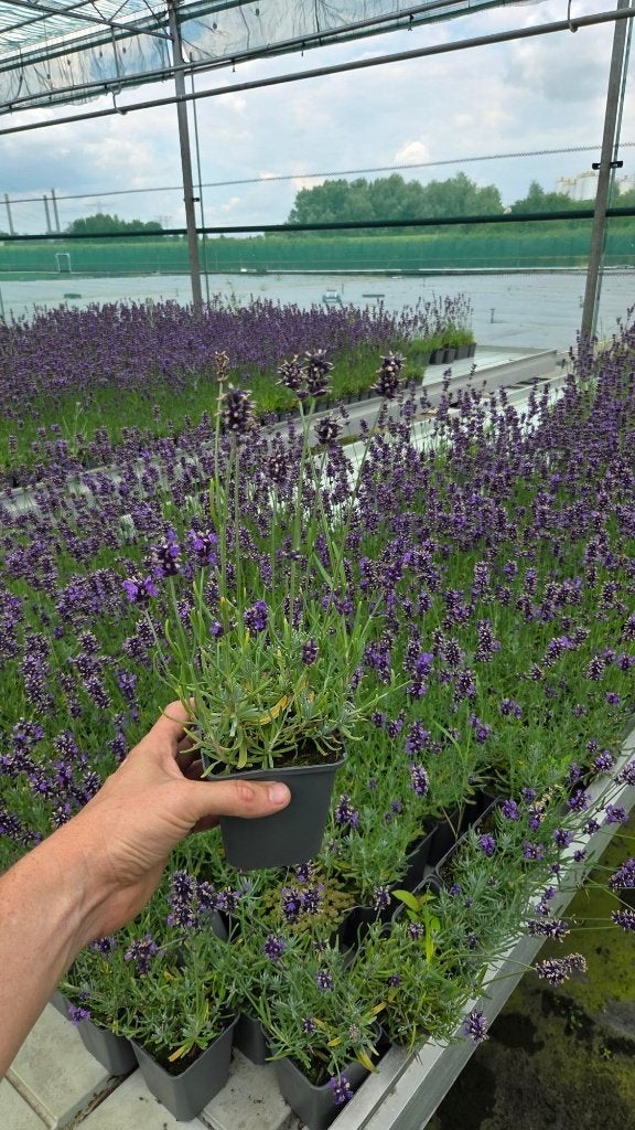 1000x Restpartij Lavandula hidcote - lavendel - paarse bloem, Bodembedekkers, Volle zon, Vaste plant, Ophalen of Verzenden