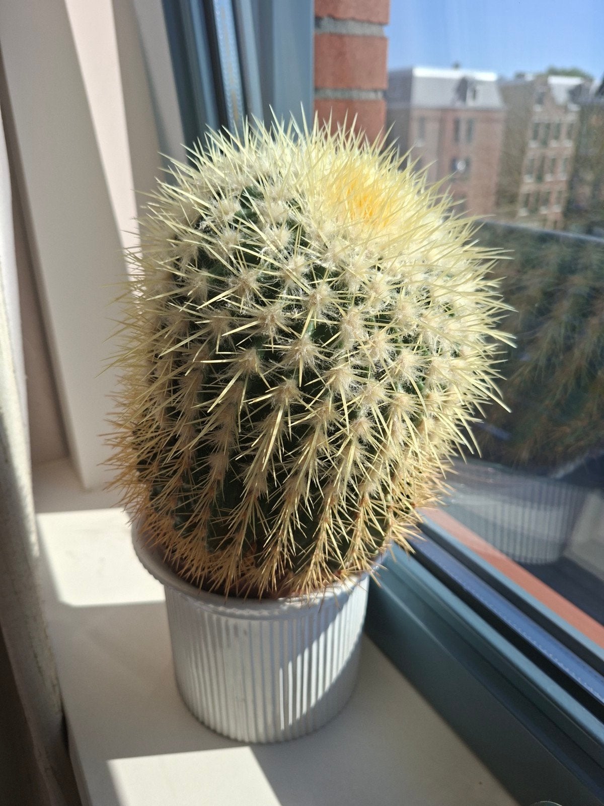 Grote Echinocactus -hoogte 30cm, Huis en Inrichting, Kamerplanten, Ophalen, Cactus, Minder dan 100 cm, Volle zon