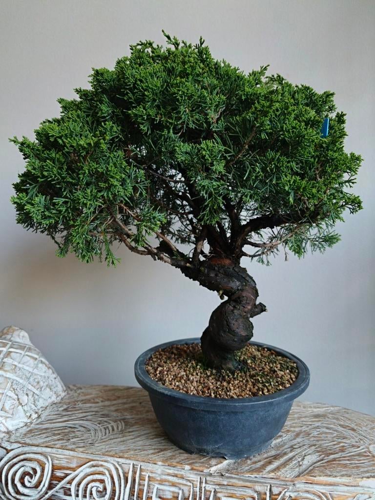 Juniperus Chinensis Itoigawa Bonsai 21 jaar, Bloeit niet, Halfschaduw, Minder dan 100 cm, Overige soorten