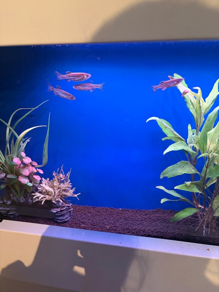 Danio rerio, zebravisjes. Moet zsm weg, Vis, Zoetwatervis, Schoolvis