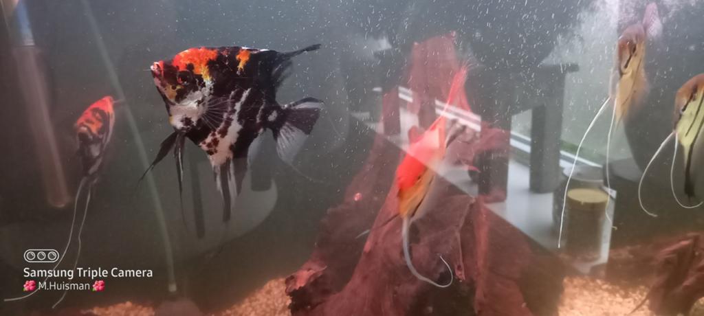 Twee maanvissen, Dieren en Toebehoren, Vis