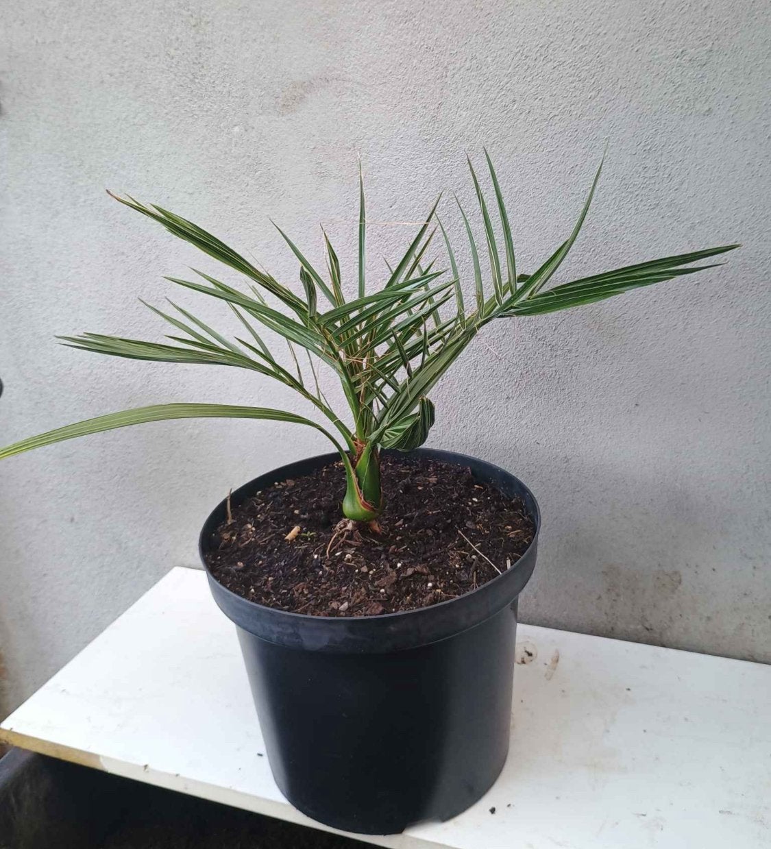 Te koop Phoenix canariensis Palm ook  Canarische dadelpalm, Ophalen, Overige soorten