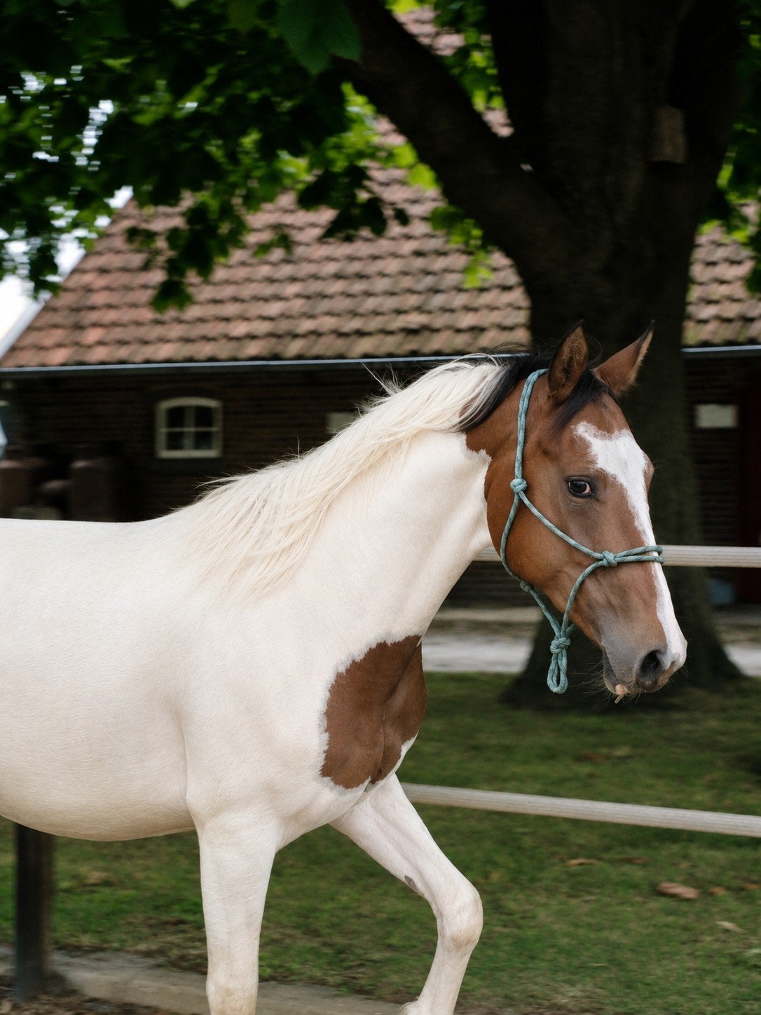 2,5 jarige knappe hengst ! (nieuwe advertentie), Hengst, E pony (1.48m - 1.57m), Gechipt, 0 tot 2 jaar