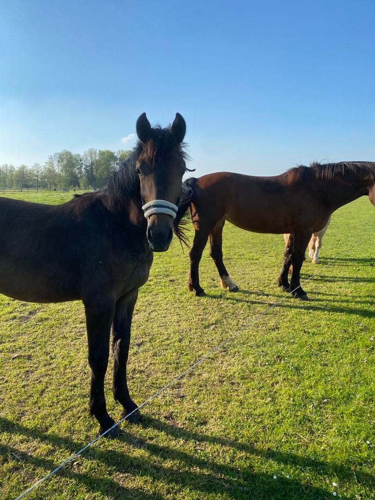 Prachtige Groninger enter merrie, Merrie, 0 tot 2 jaar