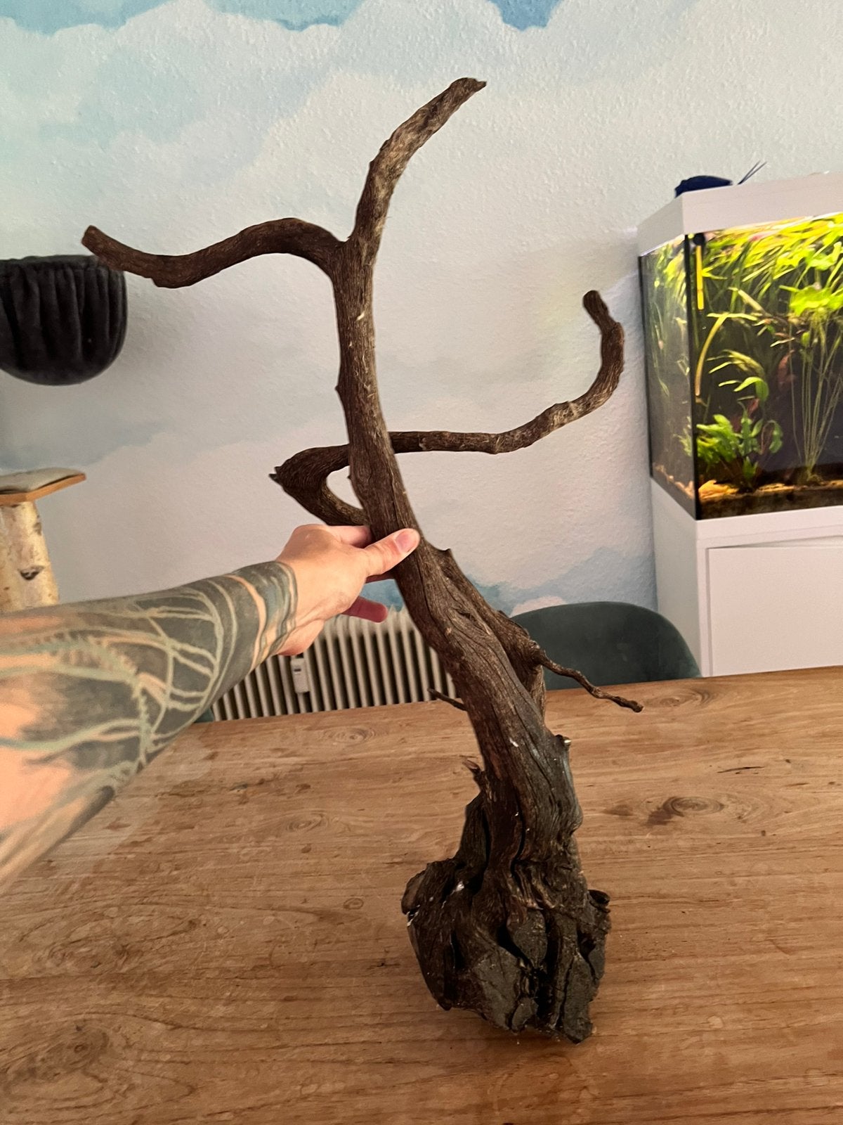 Groot stuk kienhout, Ophalen, Zo goed als nieuw, Plant(en), Steen of Hout