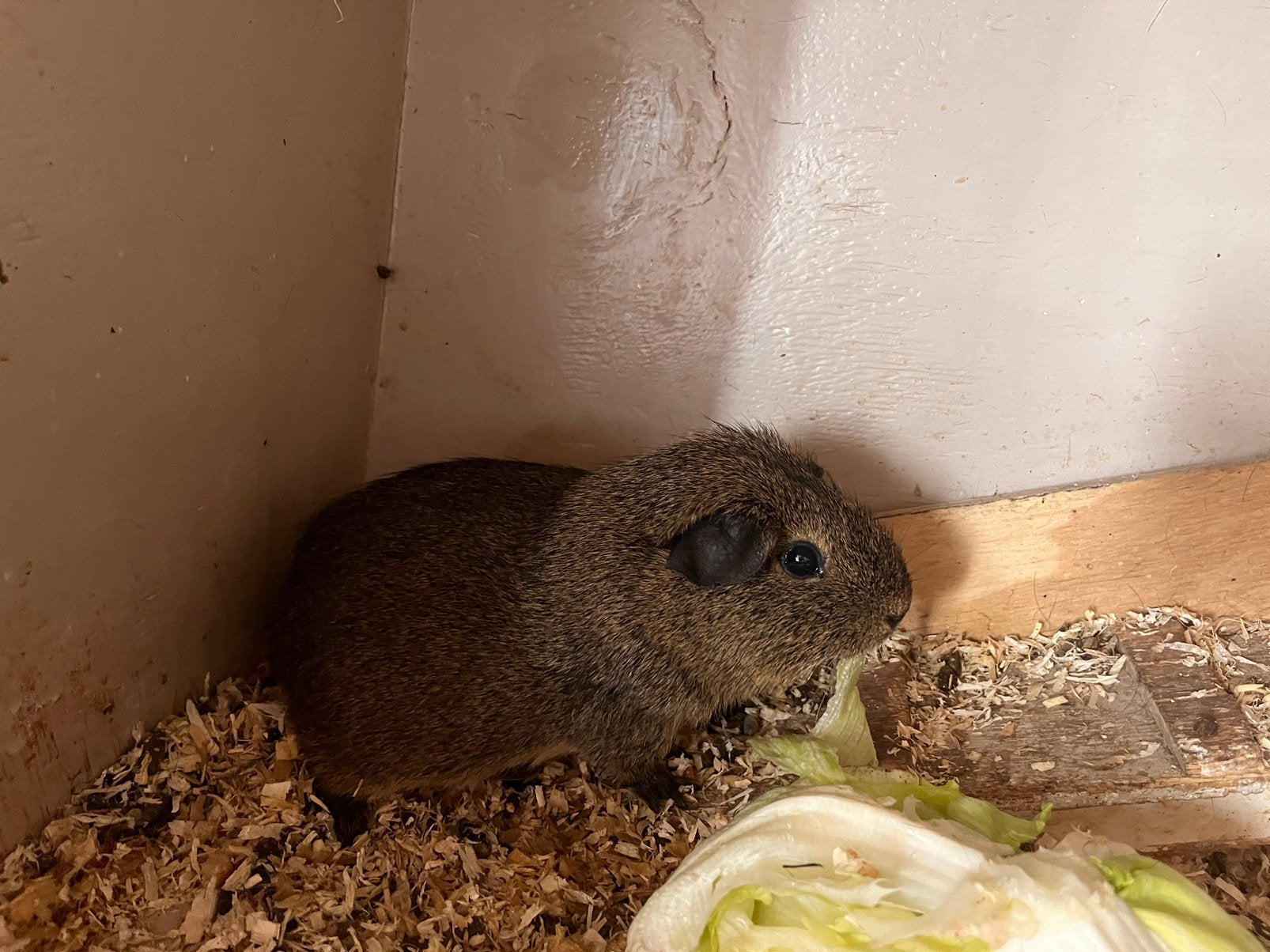 Cavia (vrouwtje), Dieren en Toebehoren, Knaagdieren, Cavia, Vrouwelijk, Tam, Oktober