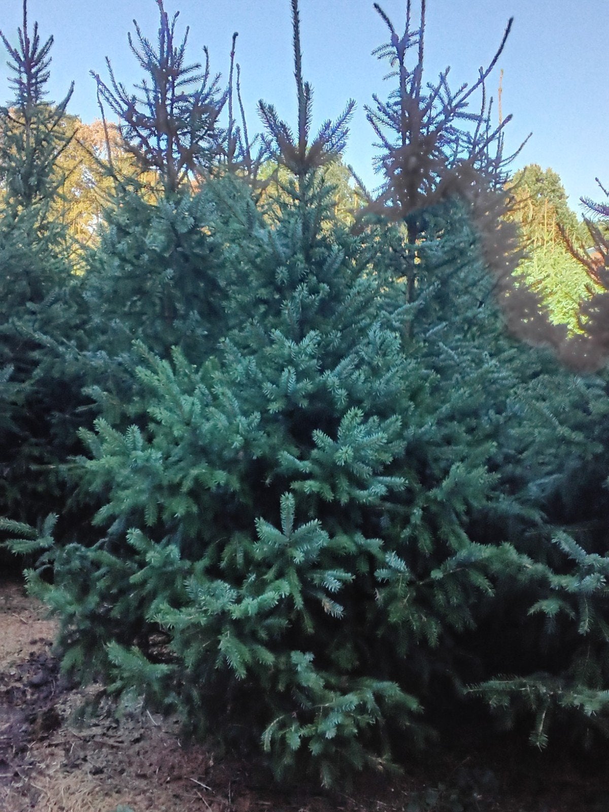 kerstbomen te koop Bieden, Tuin en Terras, Planten | Bomen, Volle zon, 100 tot 250 cm, Zomer, Overige soorten