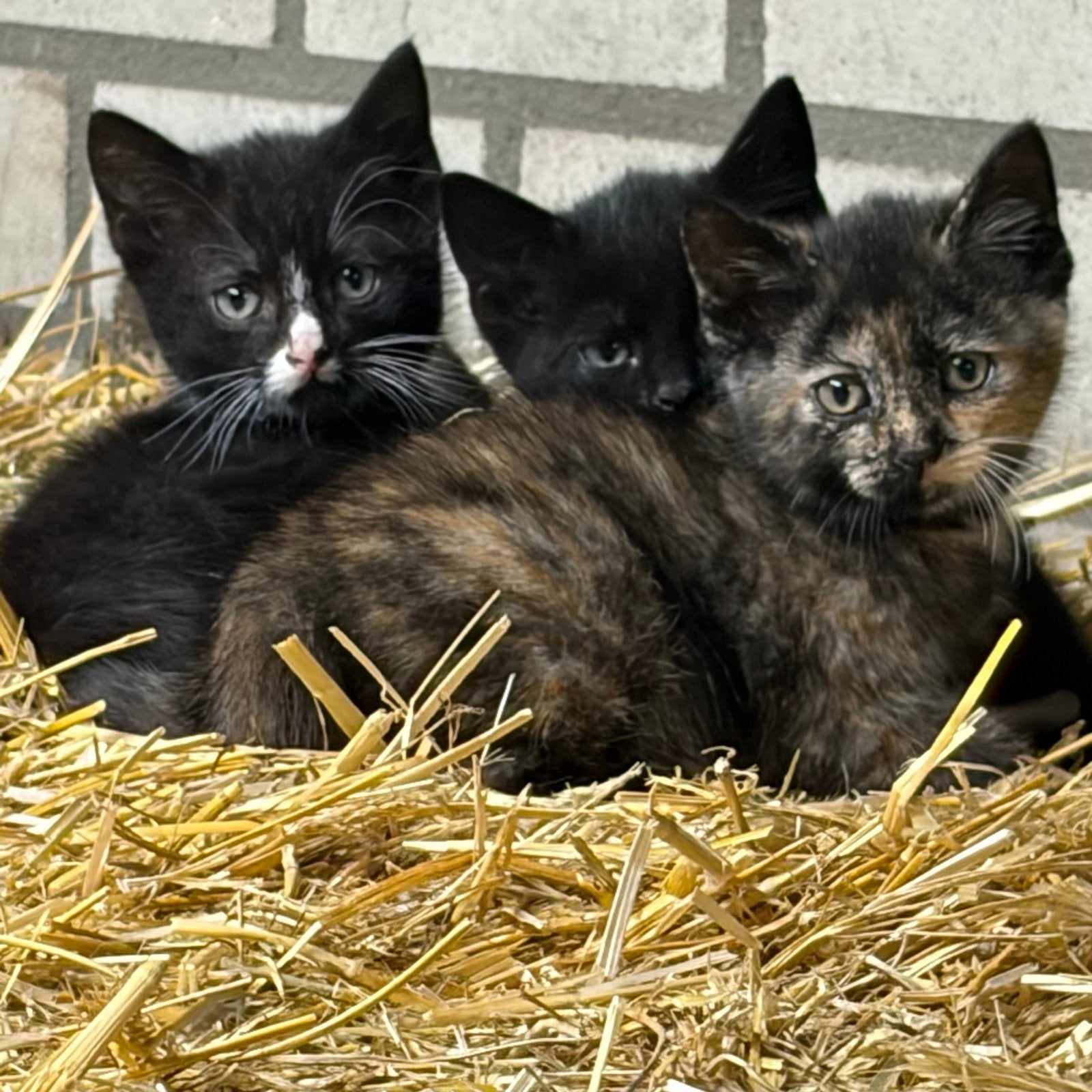 2 leuke speelse kittens, Dieren en Toebehoren, Kater, 0 tot 2 jaar