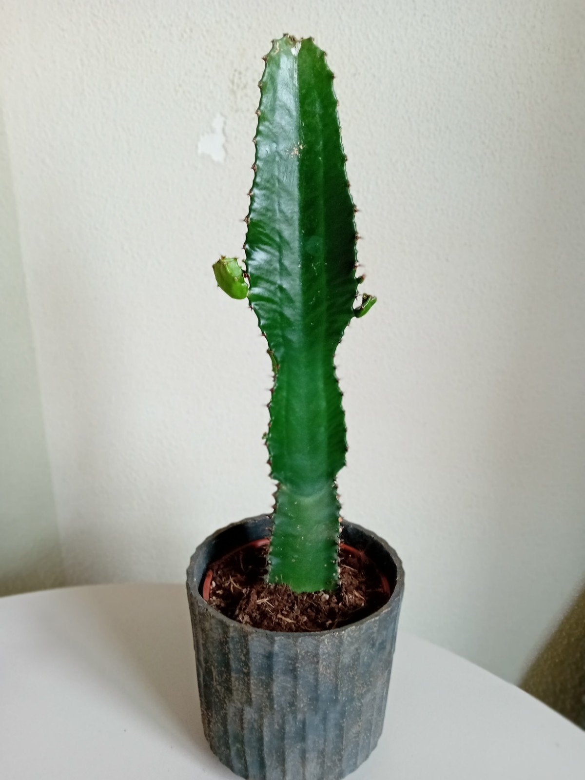 Cactus in Pot - euphorbia, Ophalen, Minder dan 100 cm, In pot, Cactus