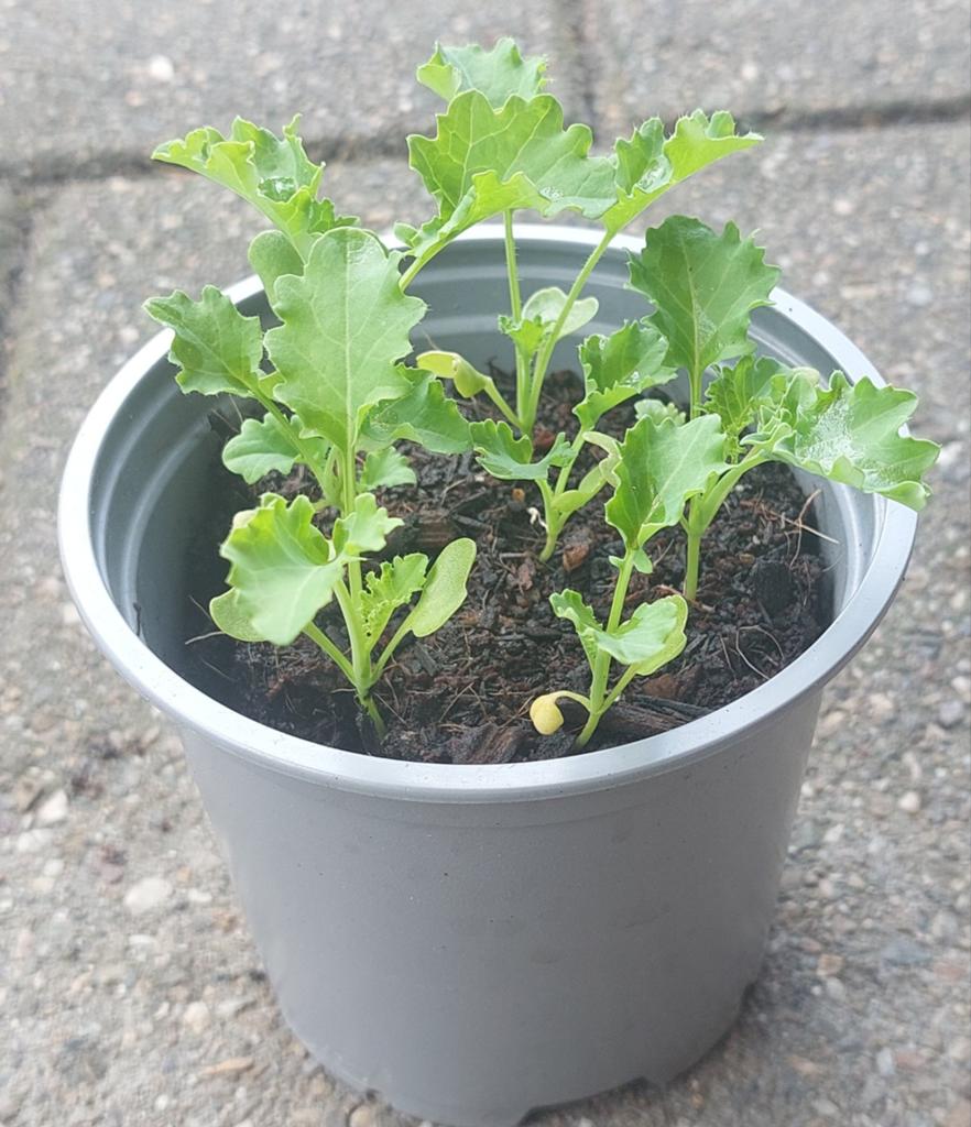 Boerenkool, broccoli en koolrabi per potje van 4 stuks, Tuin en Terras, Planten | Tuinplanten, Ophalen, Eenjarig, Overige soorten