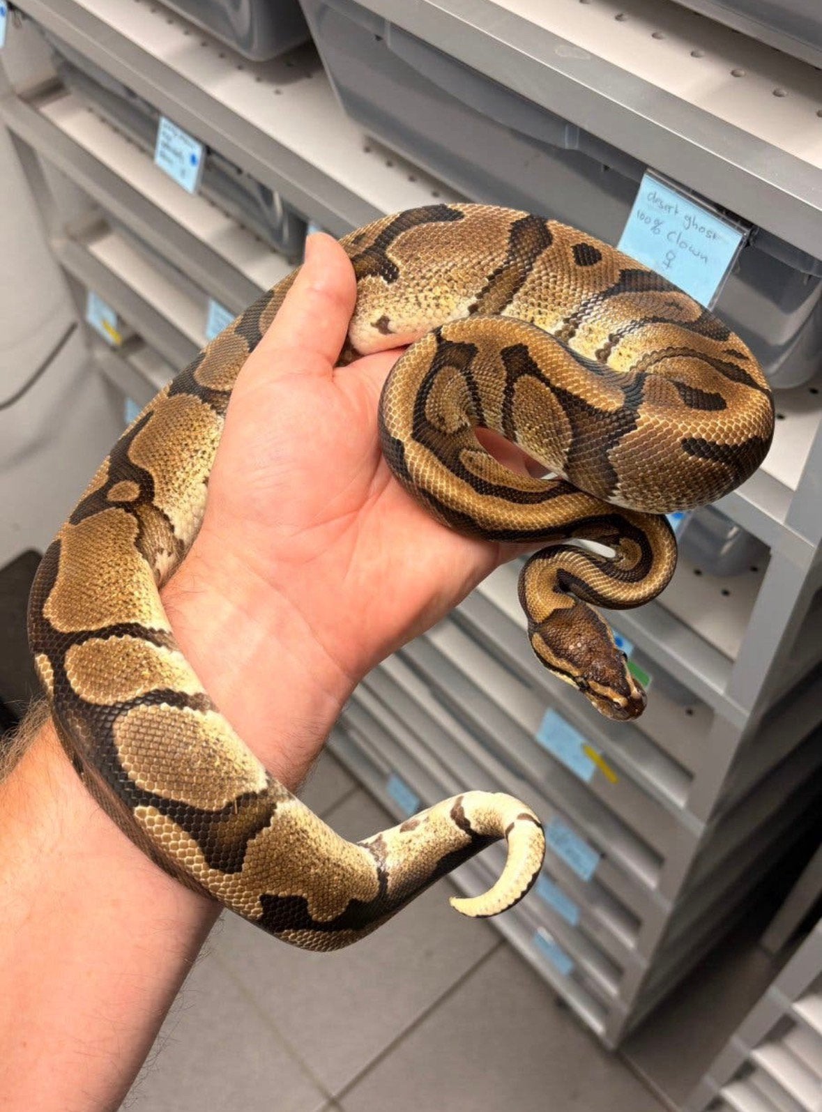 Red stripe 100% het desert ghost ball python, Dieren en Toebehoren, Reptielen en Amfibieën, Slang