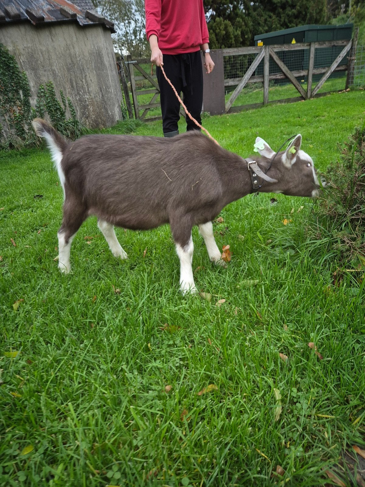 twee mooie jonge toggenburger geiten, Meerdere dieren, Geit