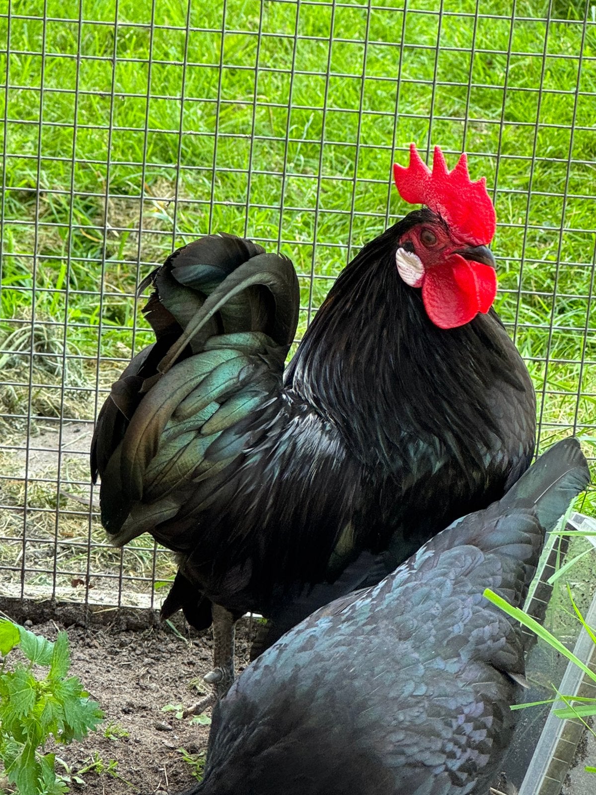 Hollandse Kriel zwart – Trio (1 haan + 3 hennen), Dieren en Toebehoren, Pluimvee, Meerdere dieren, Kip