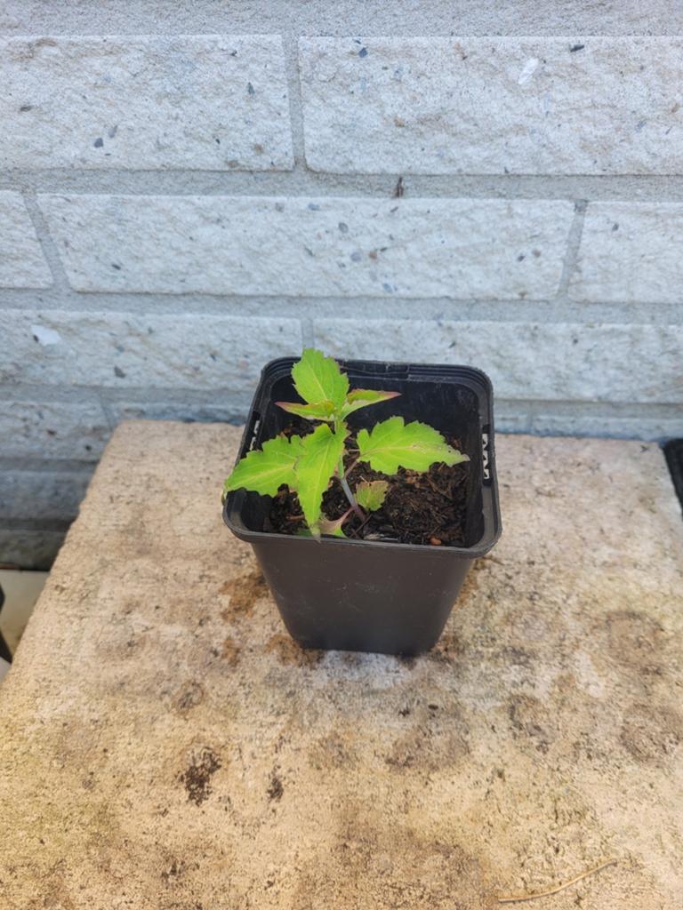 Grootmoeders oorbellen, fazantenbes, karamelbes biologisch, Ophalen, Minder dan 100 cm, Overige soorten, Zomer